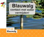 Waterschap Brabantse Delta heeft blauwalgen aangetroffen in de plas aan de Lijsterbesstraat / Omschoorweg in Raamsdonksveer.